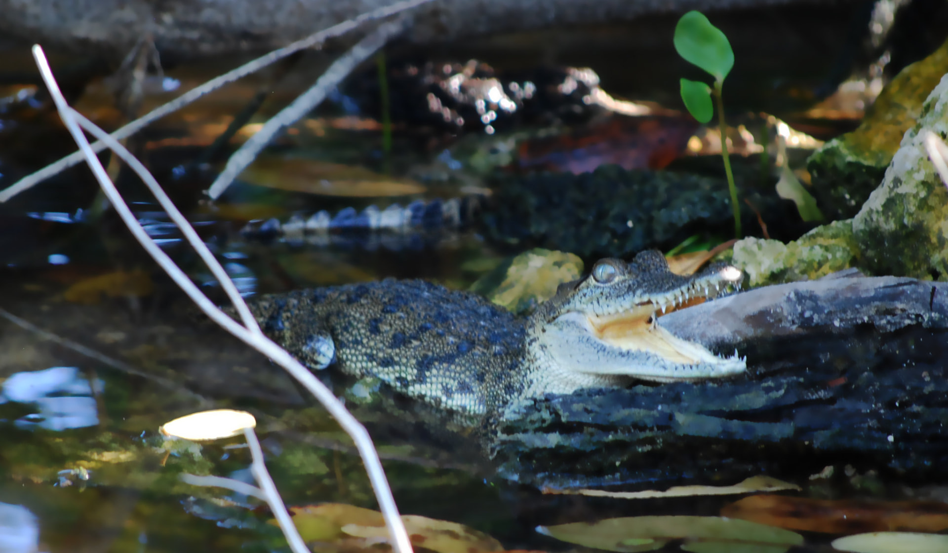Cocodrilo joven descansando sobre un tronco en el manglar