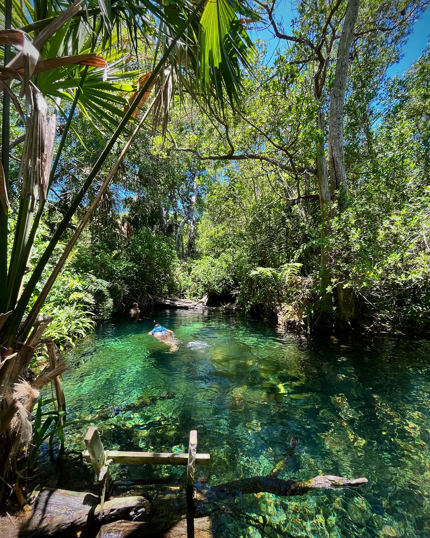 Manantial turquesa rodeado de selva en el manglar de Sisal