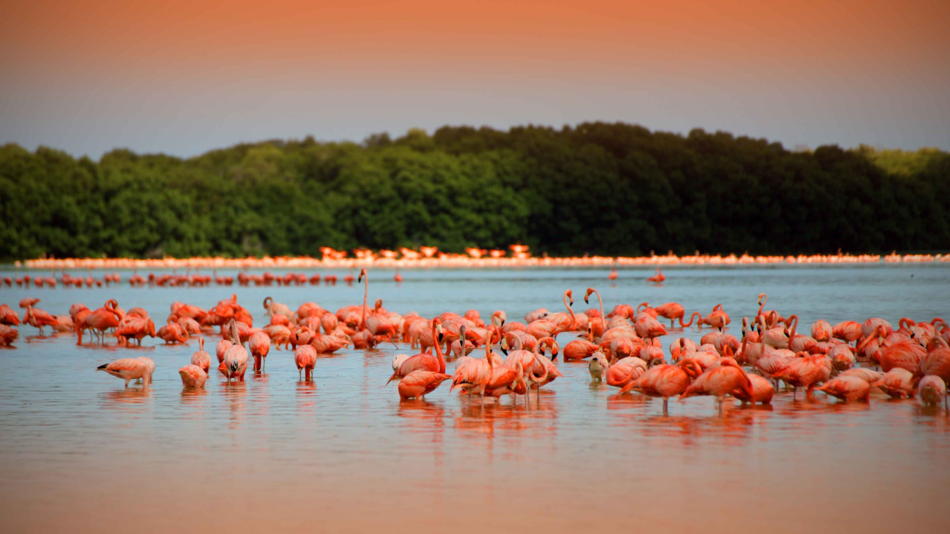 Parvada de flamencos rosas en la ría de Yucatán